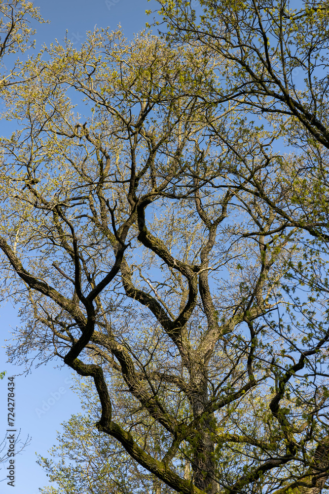 deciduous trees in a mixed forest in the spring season deciduous trees in a mixed forest in the spring season