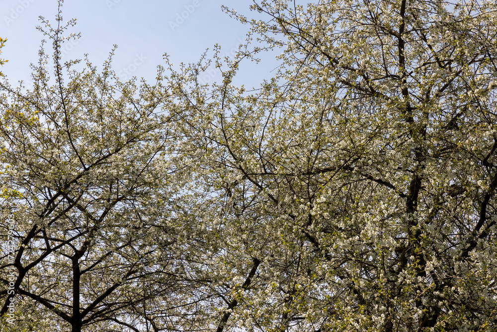 spring garden with cherry blossoms in sunny weather spring garden with cherry blossoms in sunny weather