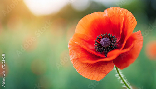red poppy flower on a solemn background  symbolizing Remembrance Day  Armistice Day  and Anzac Day. A powerful image of tribute and honor