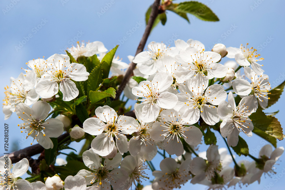 delicate cherry flowers among green leaves