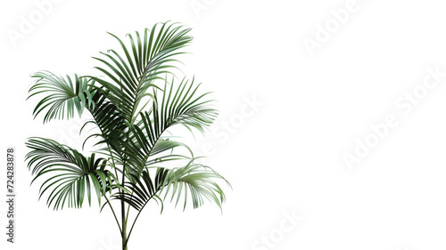Palm Tree isolated on white background, palm, palmtree © d-AI-n