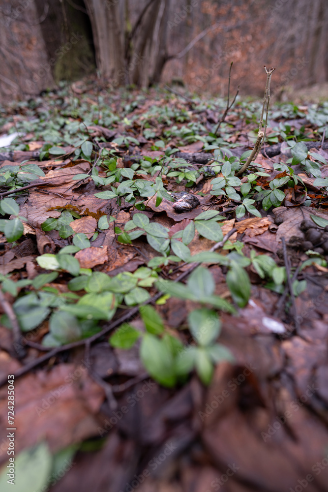 A dead wet rat lying in the leaves. A dead wet rat lying in the leaves.