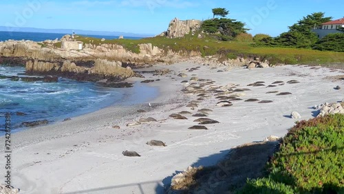 Harbor Seals Laying on the Sand on Protected Observation Area in Pacific Grove, Calfiornia. Marine mammals conservation. 4K. photo