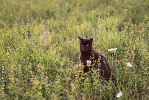Black cat in field 