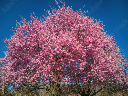 Treetop loaded with pink flowers in a vegetal environment and blue sky. Pissard cherry tree in early Spring