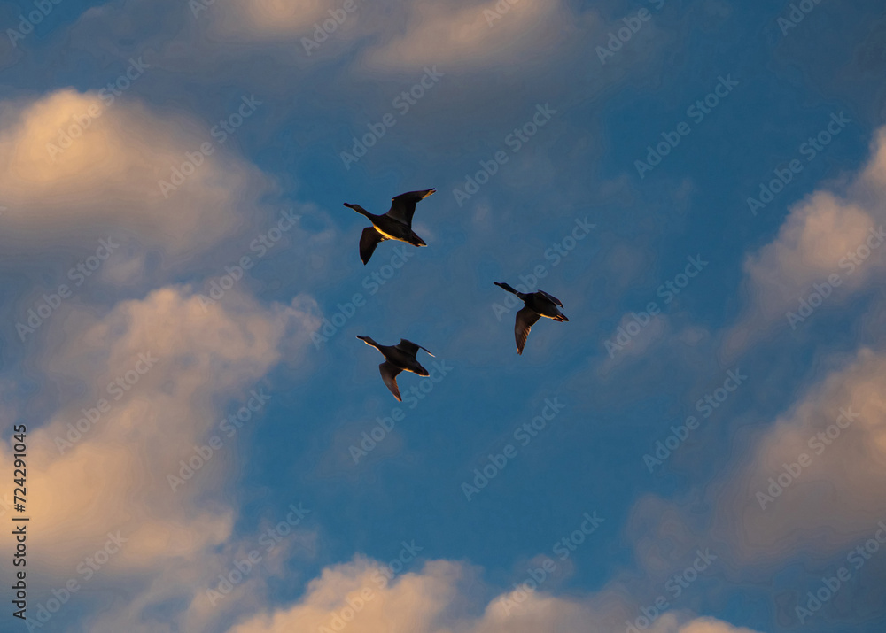 Ducks in Flight Silhouetted by the Setting Sun Ducks in Flight Silhouetted by the Setting Sun