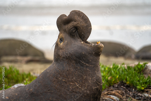 Portrait of a large male Elephant seal. Elephant seal with open mouth. Drakes Beach, California
