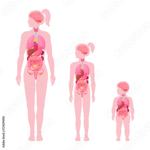 Internal organs infographic. Female internal organs anatomy, woman, girl and toddler brain, heart and reproductive system location in body flat vector illustration set. Female body scheme