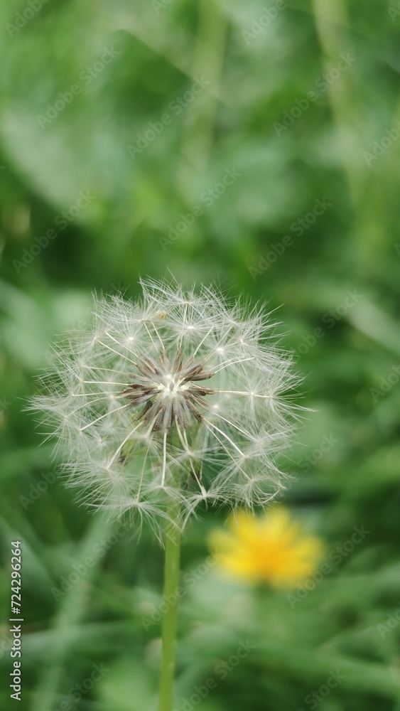 dandelion head dandelion head