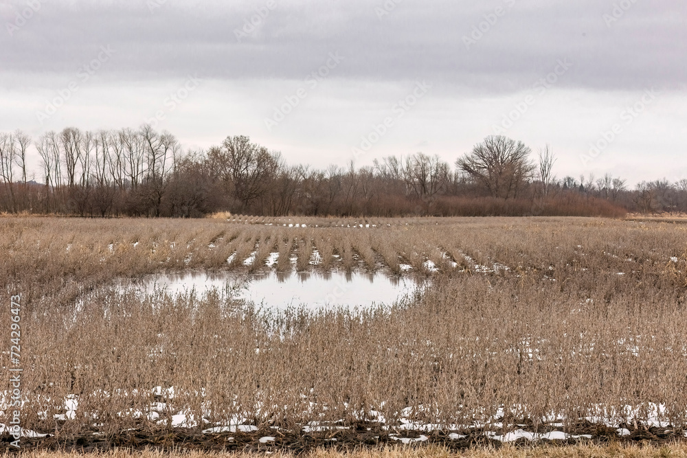 Soybeans standing in the snow with a pond of water in the rows.