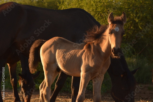 Horse
