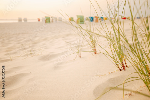 Sandy white dunes with beach grass at sunset. Nature of the North Sea Germany. Fer Island. Frisian islands beach plants.Beach summer background.
