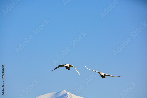 春の青空を飛ぶハクチョウと雪山の山頂　富良野岳

