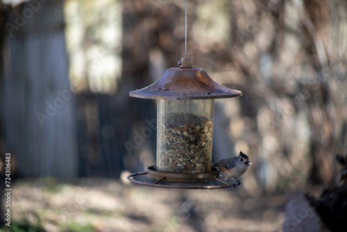 Black crested titmouse eating seeds at a feeder photo