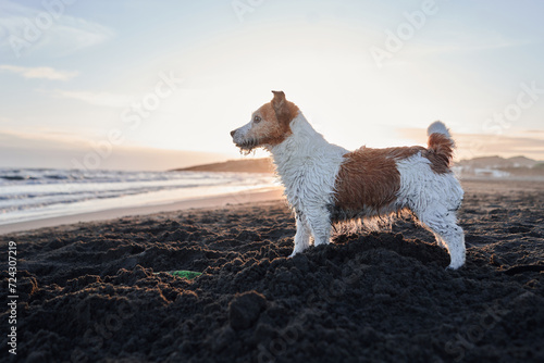 A wet Jack Russell Terrier stands alert on a sandy beach, silhouetted against the setting sun and gentle ocean waves