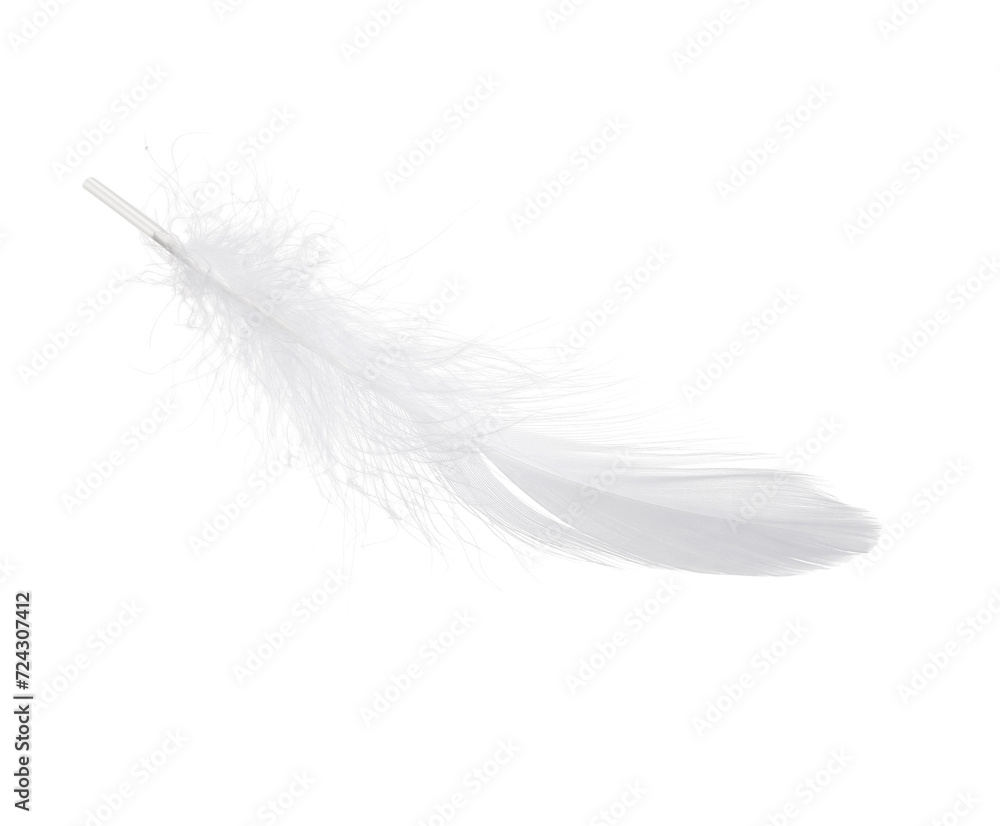 Beautiful fluffy bird feather isolated on white