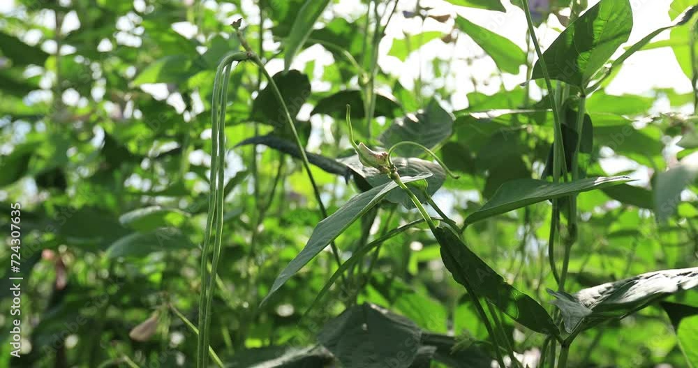 Long bean plants in growth at vegetable field Long bean plants in growth at vegetable field