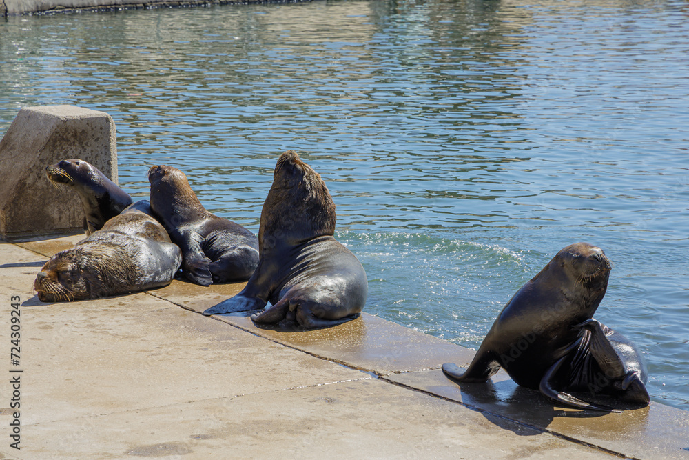 Fototapeta premium Group of sea lions in the port of Mar del Plata, Buenos Aires.