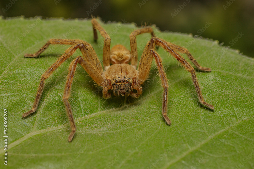 Close up of a fishing spider (Ctenidae Ancylometes sp)on a leaf. Close up of a fishing spider (Ctenidae Ancylometes sp)on a leaf.