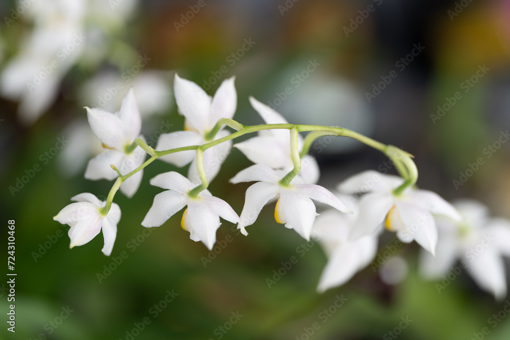 Strand of small white orchids from behind Strand of small white orchids from behind