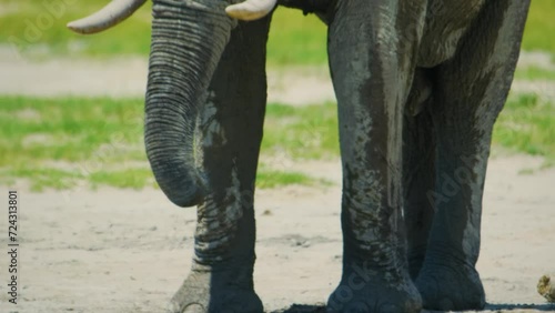 Close up of an African elephant (Loxodonta africana) standing near a waterhole in Addo Elephant National park of south africa. photo