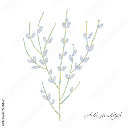 catwillow/ネコヤナギ