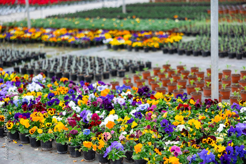Fototapeta Naklejka Na Ścianę i Meble -  Bushes of fresh aromatic pansies in pots in rows at greenhouse farm