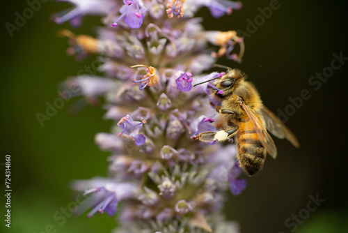 Close-up of bee on a purple blossom lavender flower collecting nectar in macro view  © Sylvia