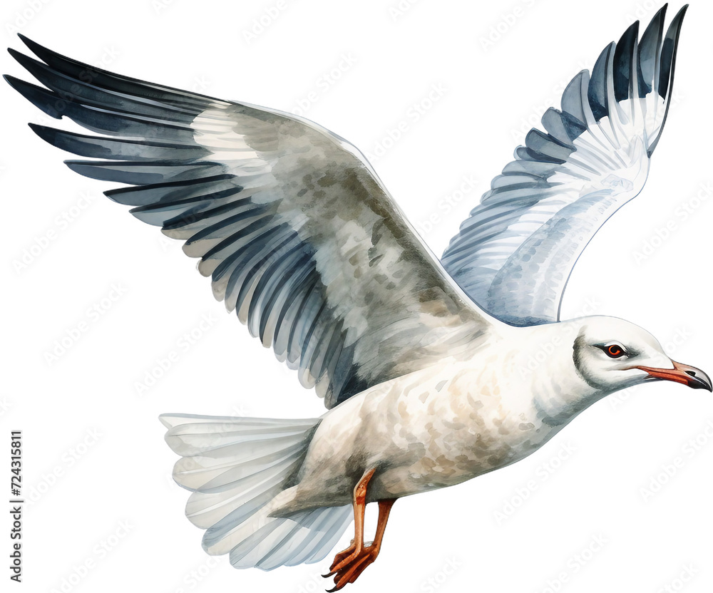 Obraz premium 갈매기