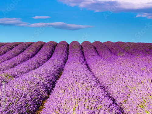 Lavender fields in Provence France