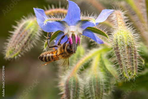 Close-up of a honey bee drinking nectar from a borage blossom in the garden up close