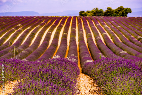Fototapeta Naklejka Na Ścianę i Meble -  Provence landscape with lavender fields, France