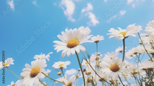 Vibrant daisy flowers blooming under a bright blue sky with fluffy white clouds.