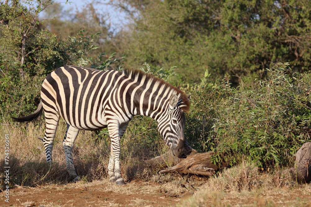 Obraz premium Steppenzebra / Burchell's zebra / Equus quagga burchellii