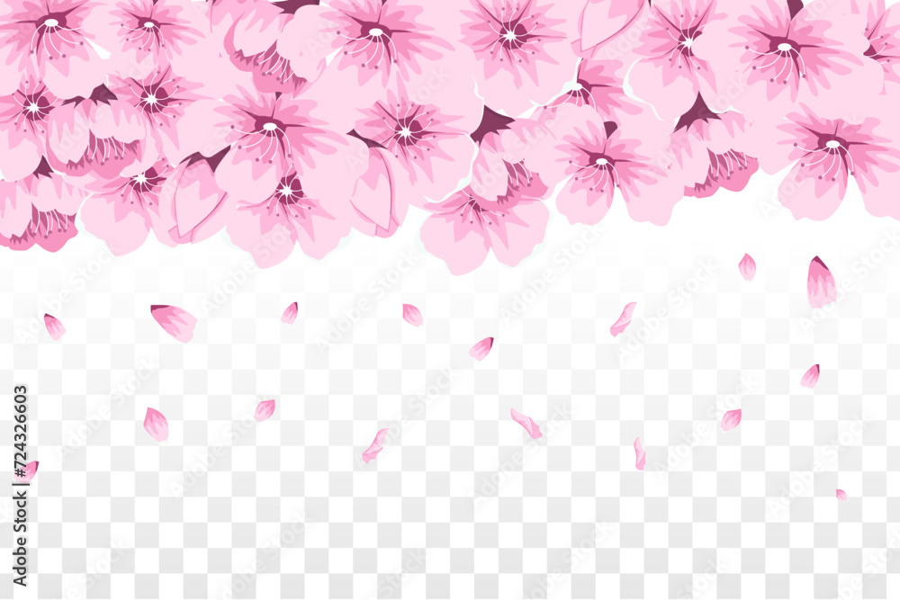 cherry blossom illustration isolated on transparent background
