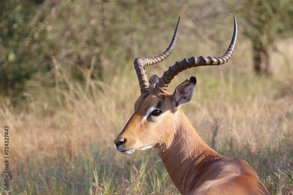 Schwarzfersenantilope / Impala / Aepyceros melampus Schwarzfersenantilope / Impala / Aepyceros melampus