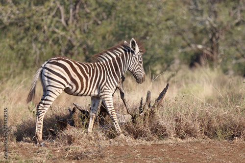 Steppenzebra   Burchell s zebra   Equus quagga burchellii.