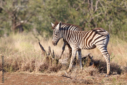 Steppenzebra   Burchell s zebra   Equus quagga burchellii.