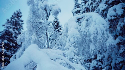 Wallpaper Mural Winter Nature - Snow-Covered Forest Trees. Close-Up Shot Torontodigital.ca