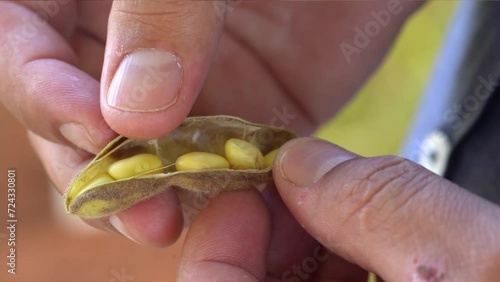 close up opening a soybean pod