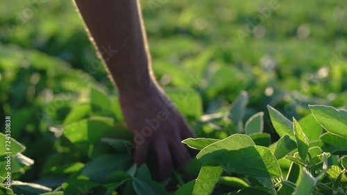 hand of a rural producer