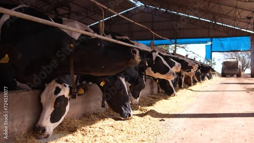 cows in a farm
