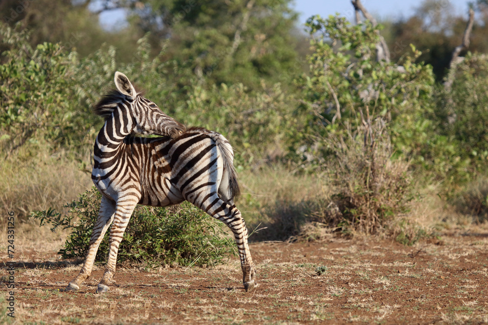 Fototapeta premium Steppenzebra / Burchell's zebra / Equus quagga burchellii.