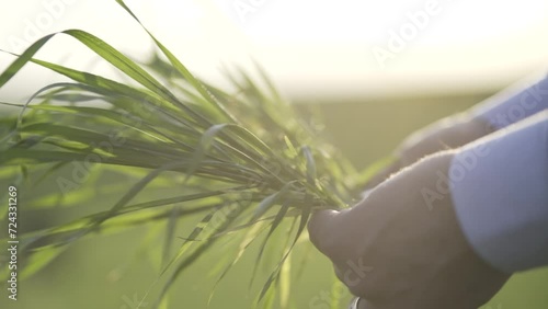 A man observing his plantation.
