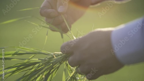 A man observing his plantation.