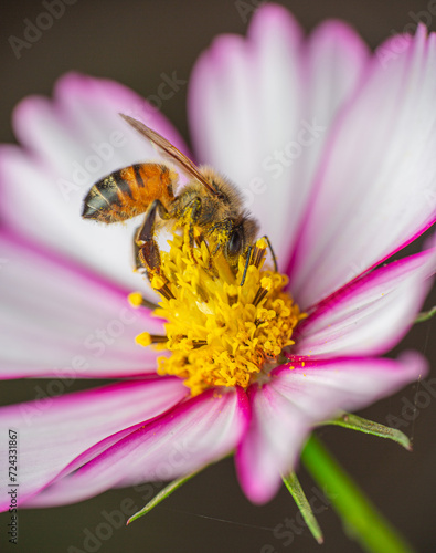 Close up of a honeybee on a Candy-Stripe Cosmos blossom  with golden center flanked by white petals and rosy edges and striping © Sylvia