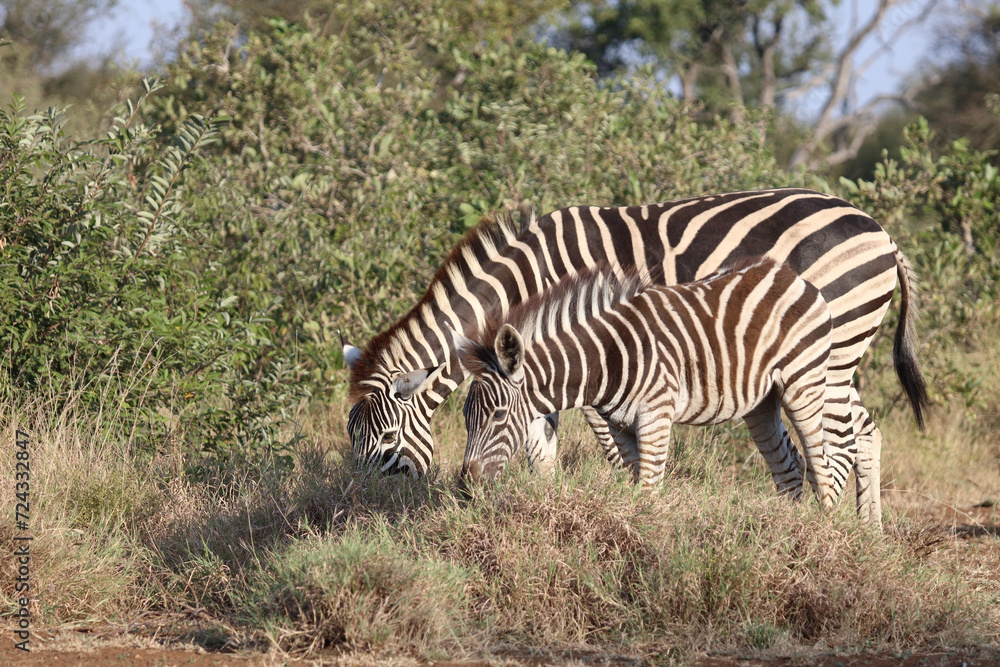 Steppenzebra / Burchell's zebra / Equus quagga burchellii. Steppenzebra / Burchell's zebra / Equus quagga burchellii.