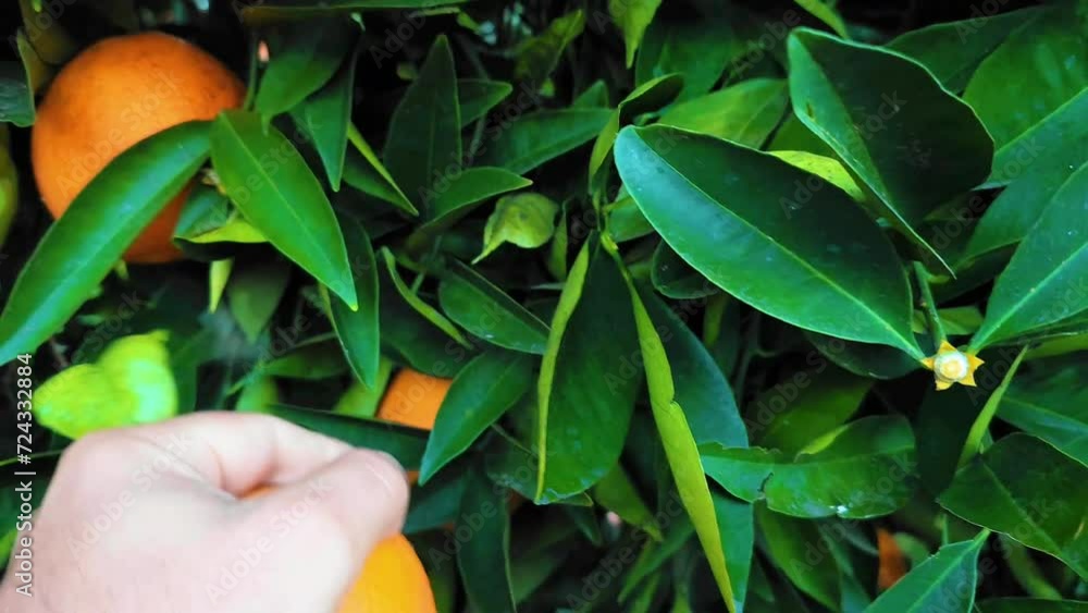 Picking oranges in my yard. Picking oranges in my yard.