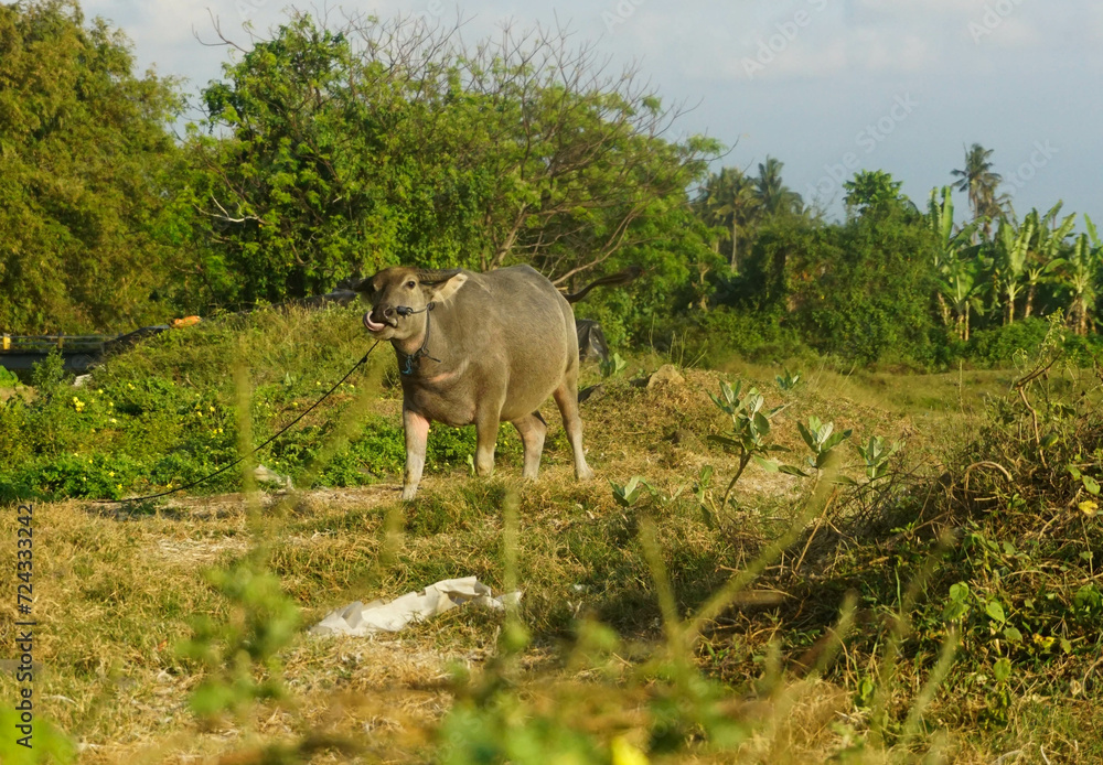Fototapeta premium Buffalo are grazing in a field.