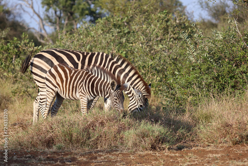 Steppenzebra   Burchell s zebra   Equus quagga burchellii.